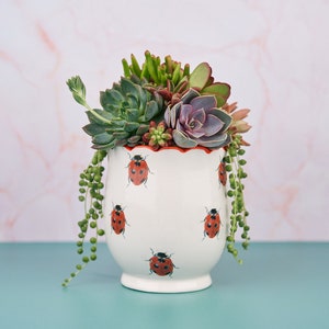 LadyBug Succulent Planter Arrangement: Living Succulent Gift for Birthday, Celebration, Sympathy, House Warming