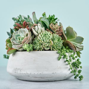 Cement Bowl Succulent Arrangement Planter: Modern Living - Etsy