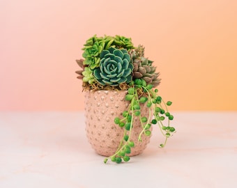 Mini Pink Succulent Arrangement Planter | Client Gift, Party Favor, Birthday, House Warming Gift for Plant Lovers | Gift for Mom