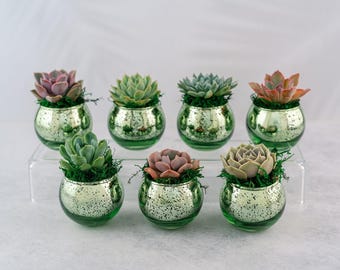 Succulent Favors in Green Mercury Glass Globes for Weddings and Events, Optional Personalization,  Bulk Gifts QTY: 5+