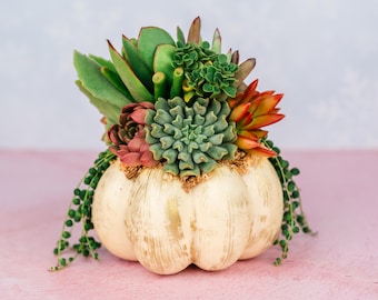 Living Succulent Pumpkin: Cream and Gold Fall Decor Centerpiece