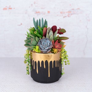 May include: A succulent arrangement in a black and gold planter. The planter has a gold drip design and is filled with a variety of succulents, including green, blue, and red varieties.