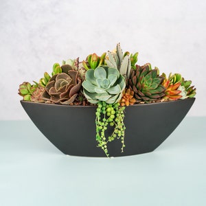 May include: A black ceramic planter with a variety of succulents, including green, brown, and red varieties. The planter is shaped like a boat and has a smooth, glossy finish.