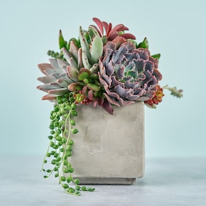 Cement Cube Succulent Arrangement Planter: Modern Living Succulent Gift or Centerpiece for Weddings & Events