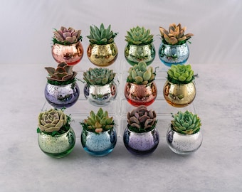 Rainbow Succulent Favors in Mercury Glass Globes for Weddings and Events, Optional Personalization,  Bulk Gifts QTY: 6+
