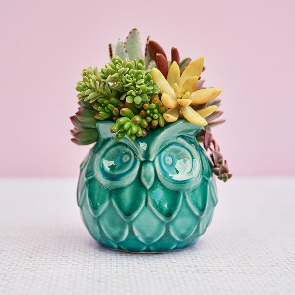 Owl Succulent Arrangement Planter: Living Succulents in Teal Owl Planter for Birthdays, Celebration, House Warming