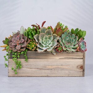 May include: A wooden planter box filled with a variety of succulents, including green, red, and brown varieties. The planter is made of natural wood and has a rustic look.