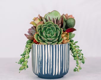 Blue Stripe Living Succulent Arrangement Centerpiece