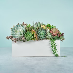 May include: A white rectangular planter filled with a variety of succulents, including green, brown, and red varieties. The planter is sitting on a light gray surface.