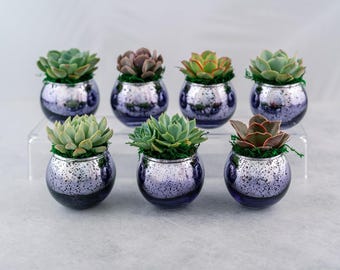 Succulent Favors in Purple Mercury Glass Globes for Weddings and Events, Optional Personalization,  Bulk Gifts QTY: 5+