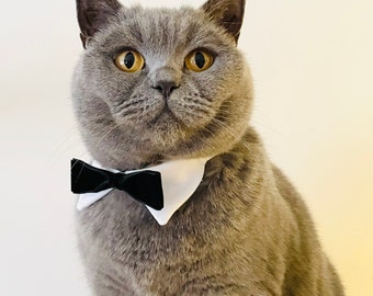 Tuxedo Cat Shirt Collar Black Velvet Bow Tie, Tuxedo Cat Collar