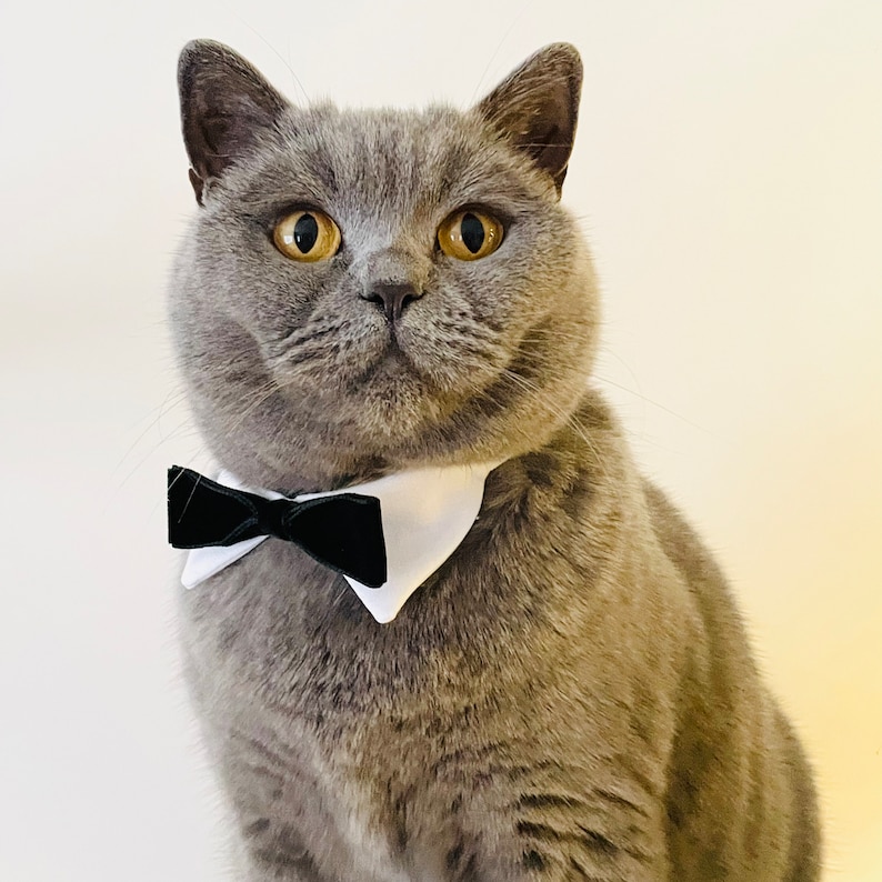 May include: A gray British Shorthair cat wearing a white collar with a black bow tie. The cat is looking directly at the camera.