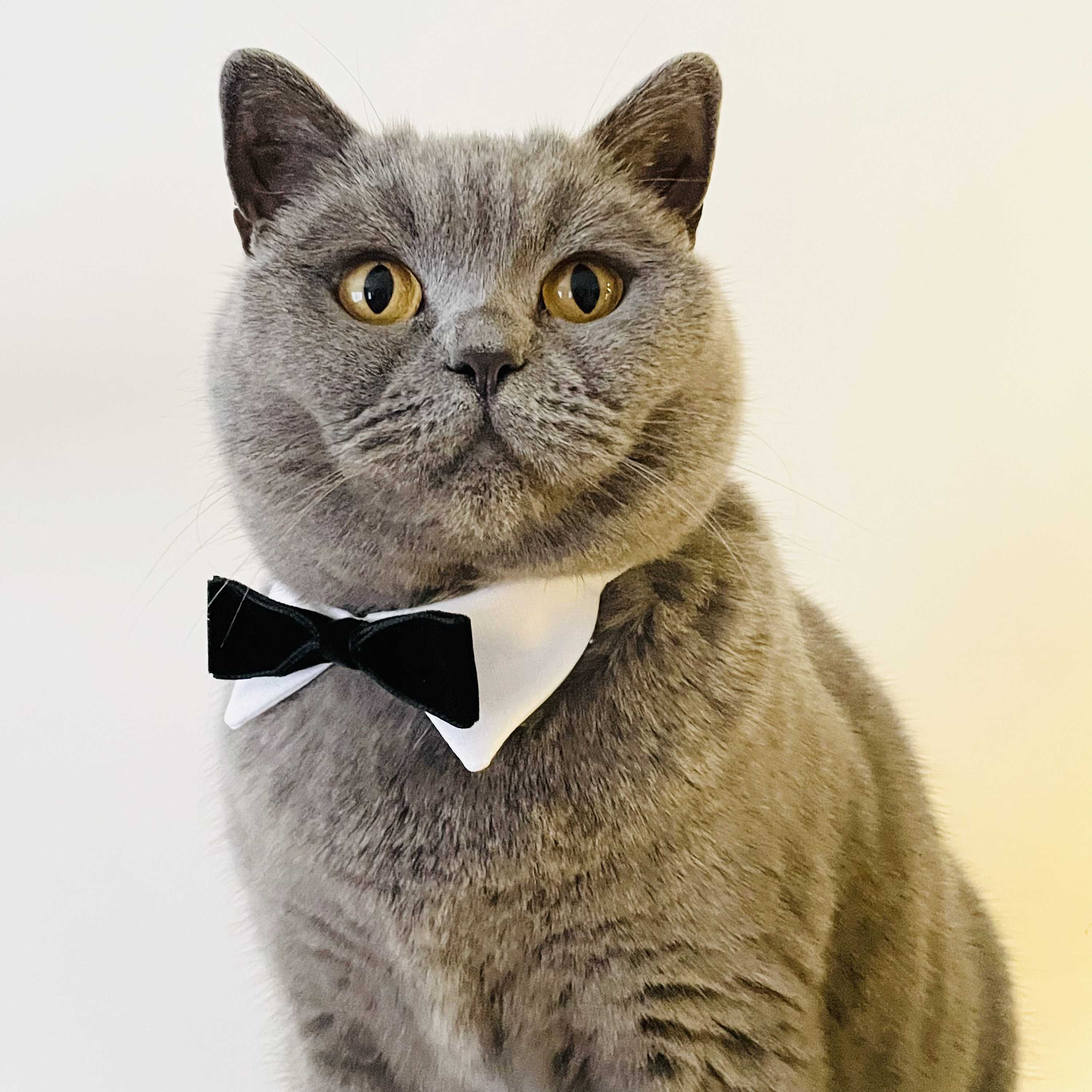 Tuxedo Cat Shirt Collar Black Velvet Bow Tie, Tuxedo Cat Collar ...