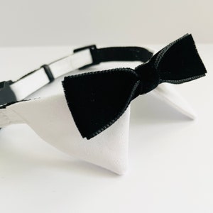 May include: A white and black bow tie collar for a pet. The bow tie is made of black velvet and the collar is white.