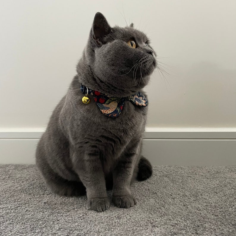 May include: A gray British Shorthair cat wearing a colorful patterned bow tie with a bell.