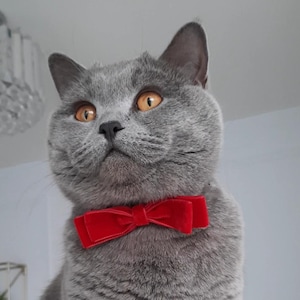 Red Velvet Cat Bow, Cat Collar, Kitten Collar, Cat Breakaway Collar, Quick Release Collar, Cat Safety Collar, Bow Tie