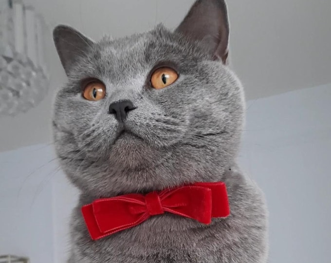 Kitten Bow Tie Collar in Royal Blue Etsy