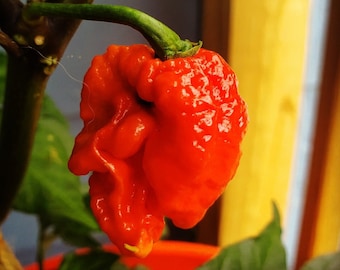 3 Dragon S Breath Pepper Plants Etsy