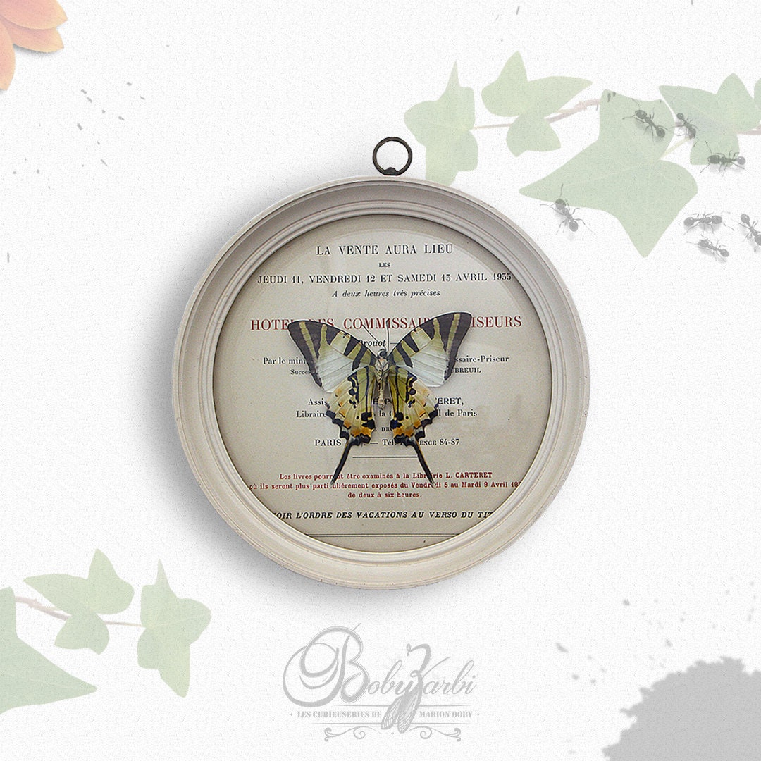 Cadre Vintage Verre Bombé Papillon Graphium Euphrates