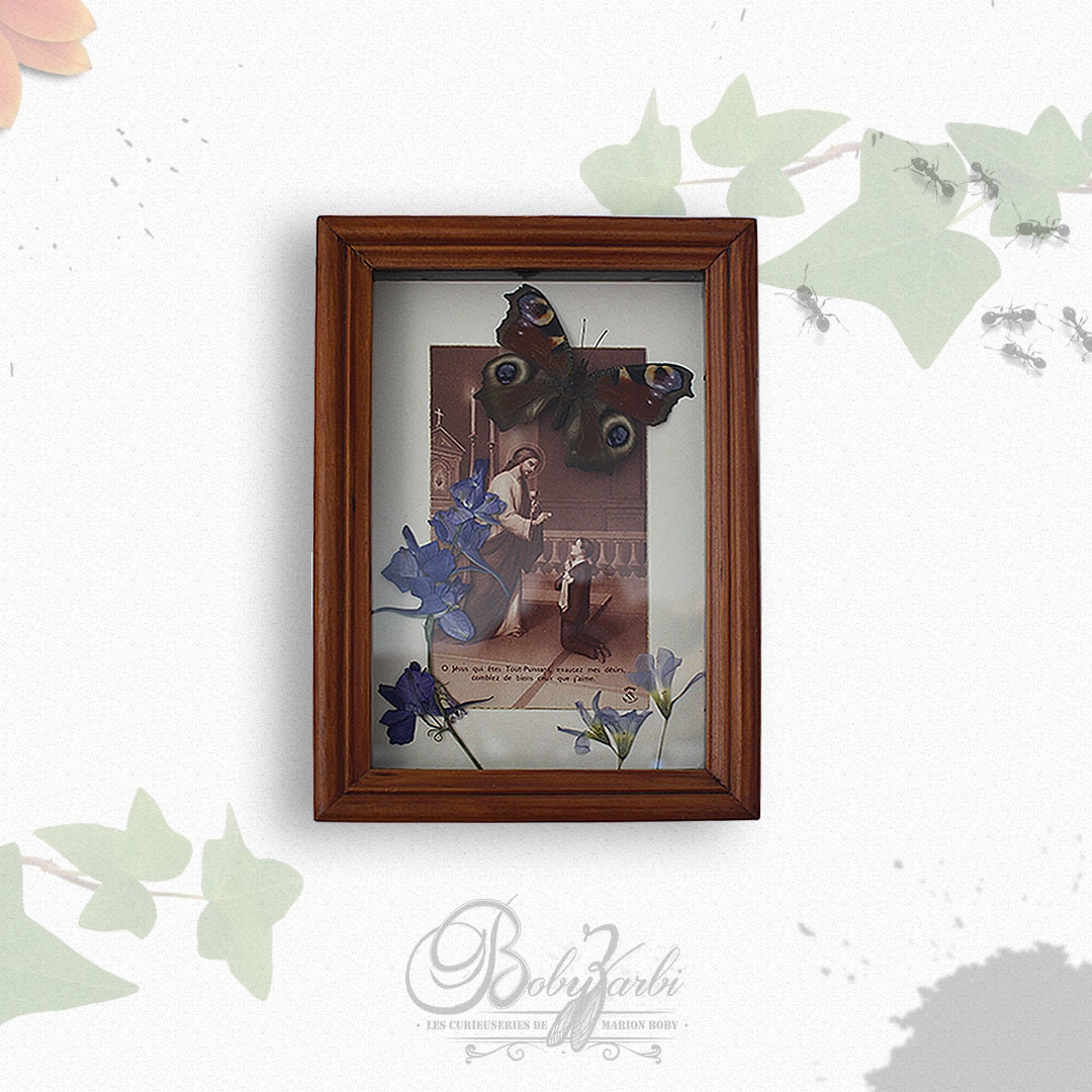 Cadre Vitrine Aglais Io