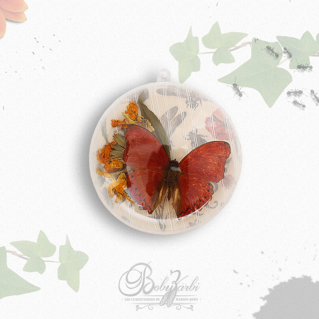 Demi Boule Plastique à Accrocher Papillon Cymothoe Sangaris