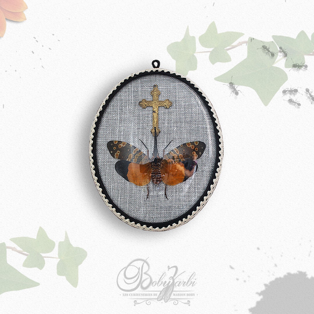 Cadre Verre Bombé Insecte Pyrops Spinolae