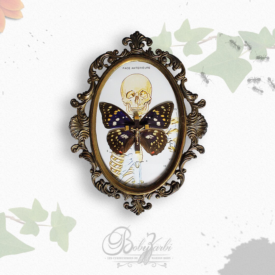 Cadre Vintage Baroque Papillon Sasakia Charonda