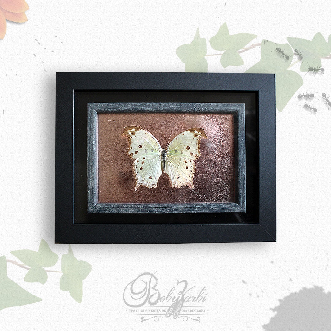 Cadre Entomologie Papillon Taxidermie