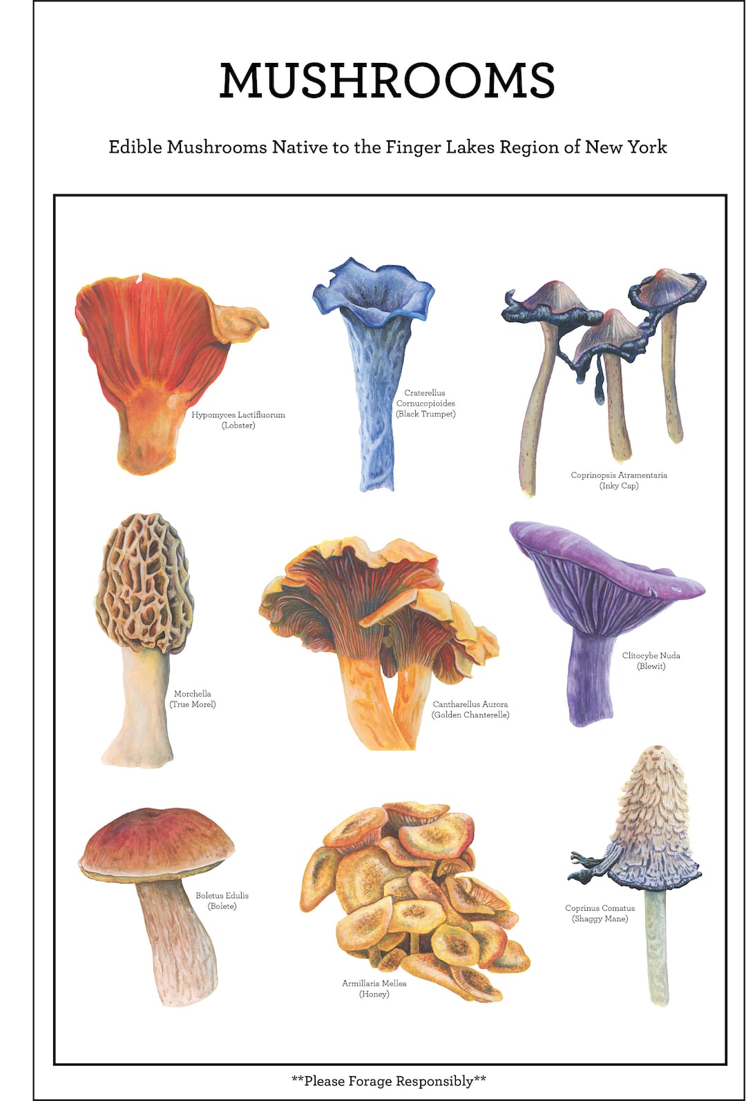 Edible Mushroom Field Guide Poster Print Etsy