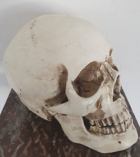 Anatomical model human skull - Resin - Belgium - 1970-1979
