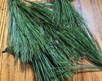 Dried White Pine (pinus strobus) Needles