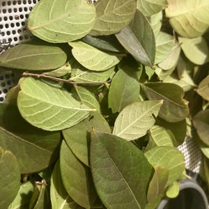 Dried Myrtle Leaves