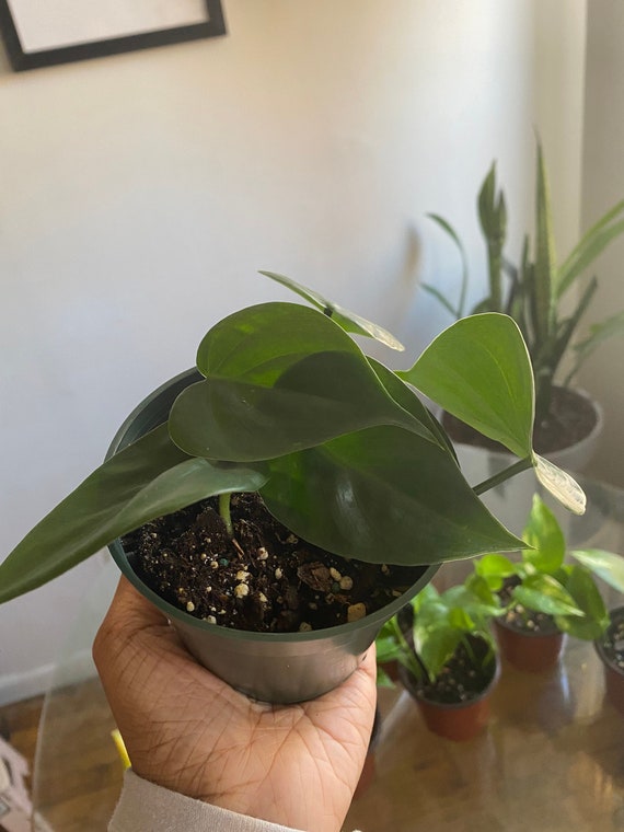 Herzblatt Philodendron Pflanze - Etsy.de