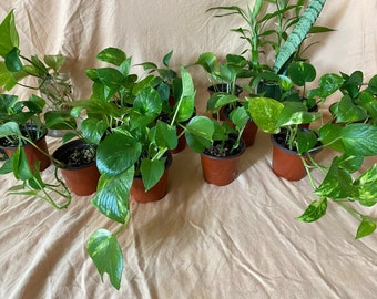 Pothos Plant