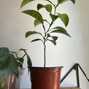 Baby Lemon Tree plant grown from seed