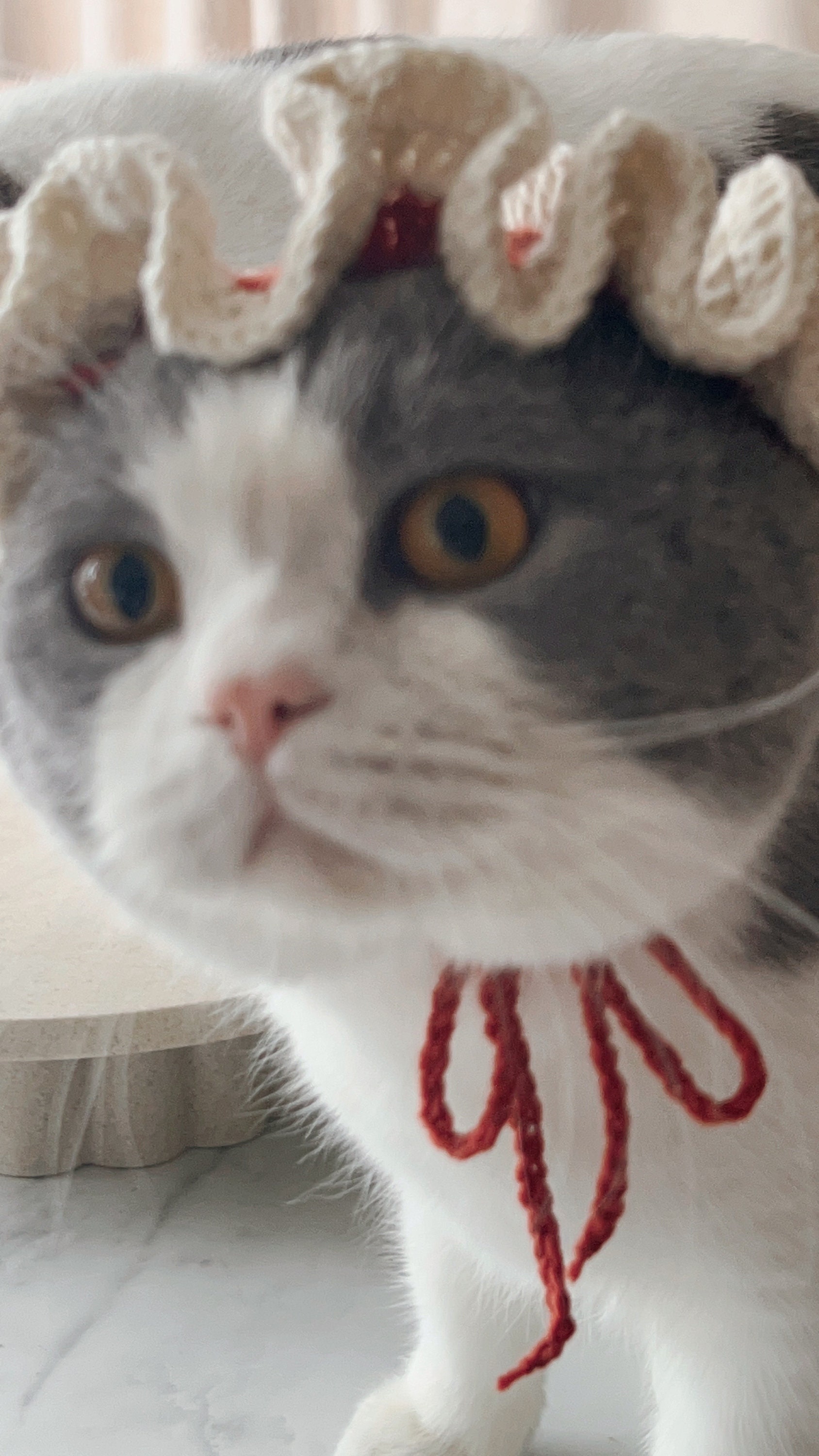 Crochet Pattern | Pet Ruffle Beret Hat | Cat/dog | How to Crochet ...