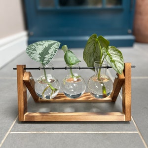 May include: A wooden propagation station with three glass bulb vases, each holding a plant cutting. The wooden frame is stained brown and has a black metal bar holding the vases. The plants have green leaves.