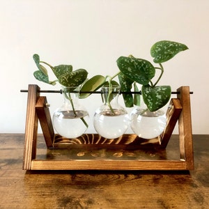 Propagation Station Grow Rack Hydroponic Station for Growing Plant Cuttings Desktop Terrarium Vase immagine 1