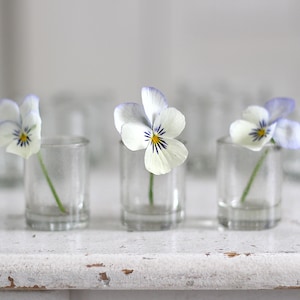 Puede incluir: Tres pequeños jarrones de cristal transparente sostienen cada uno una sola flor de pensamiento. Los pensamientos tienen pétalos blancos con bordes morados y centros amarillos y azules. Los jarrones están dispuestos sobre una superficie blanca desgastada.