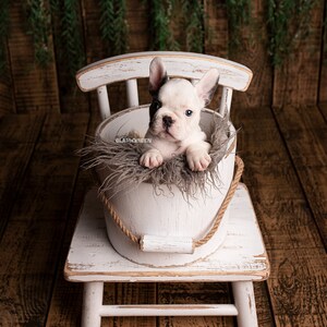 May include: A white French bulldog puppy sits in a white bucket on a white wooden chair. The bucket is lined with gray faux fur. The chair is on a wooden floor.