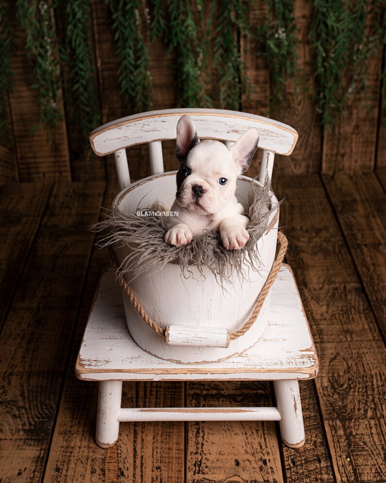 May include: A white French bulldog puppy sits in a white bucket on a white wooden chair. The bucket is lined with gray faux fur. The chair is on a wooden floor.