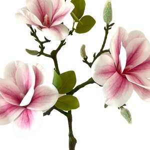 Puede incluir: Un solo tallo de flores de magnolia rosa con hojas y capullos verdes. Las flores est&aacute;n completamente abiertas y tienen un delicado tono rosa.