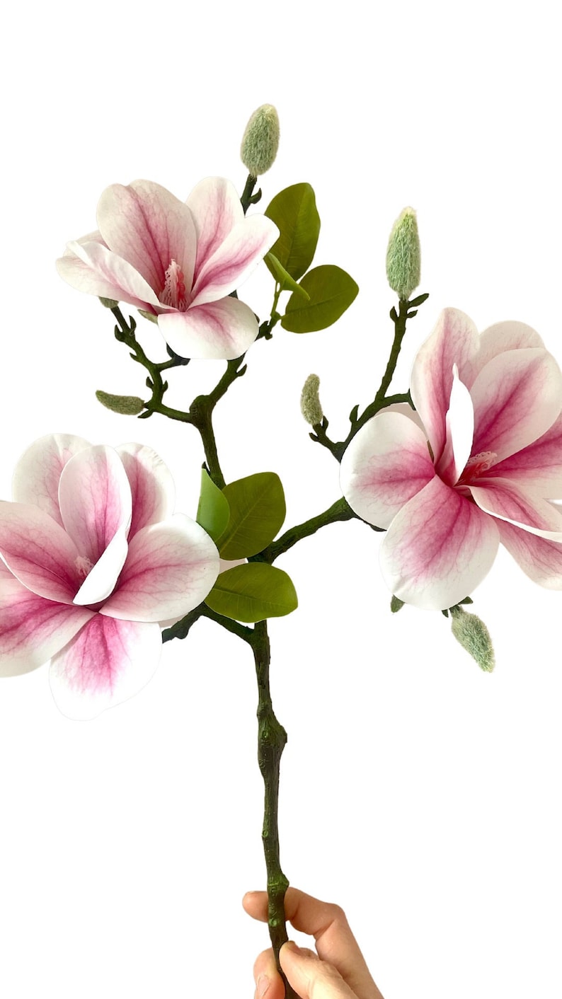 Puede incluir: Un solo tallo de flores de magnolia rosa con hojas y capullos verdes. Las flores est&aacute;n completamente abiertas y tienen un delicado tono rosa.