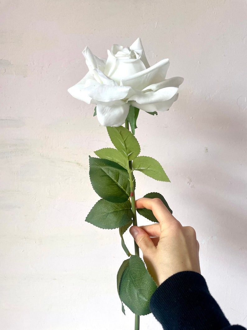 May include: A single white rose with green leaves on a white background.