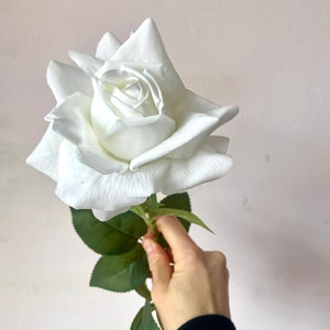 May include: A single white rose with green leaves. The rose is in bloom and has a delicate, ruffled appearance.