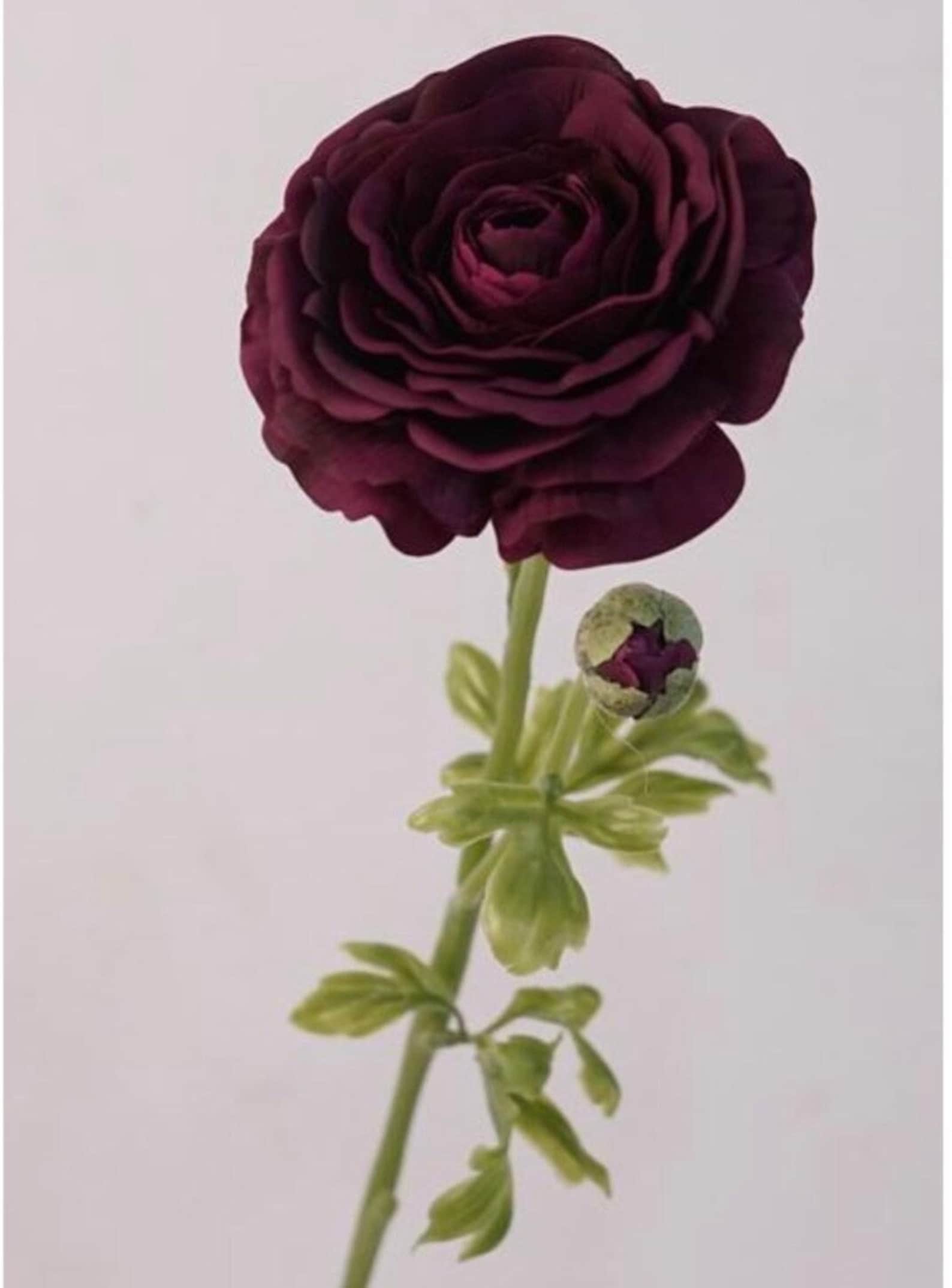 Dark Burgundy Artificial Ranunculus, Real Touch Ranunculus Stem, Deep ...