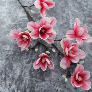 Puede incluir: Una rama de flores de magnolia rosadas con centros blancos sobre un fondo gris.