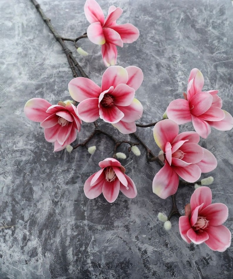 Puede incluir: Una rama de flores de magnolia rosadas con centros blancos sobre un fondo gris.