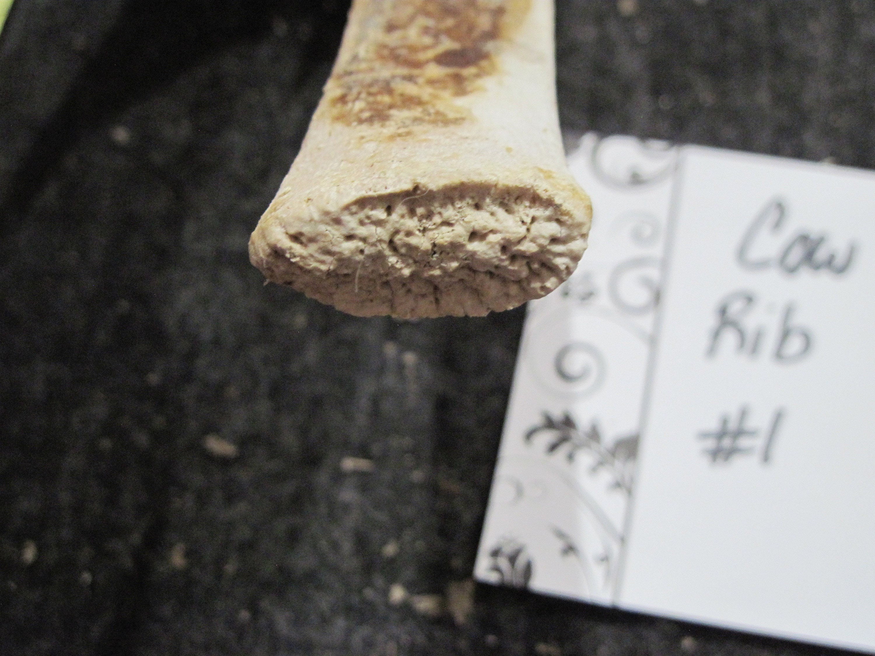 Cattle Rib Cattle Rib Bone - Etsy