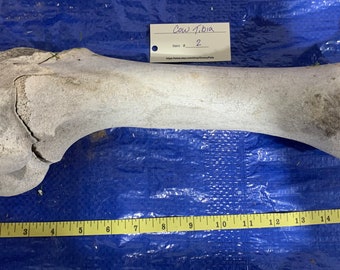 Angus Cow Tibia